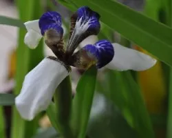 Lirio azul