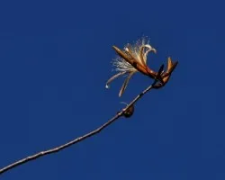 Flor en las Alturas