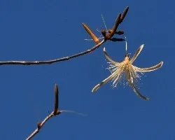 Flor en las Alturas 2