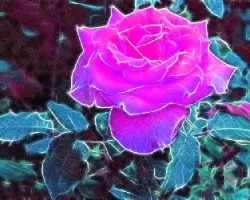Fractal de rosa rosada