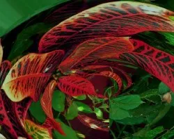 Croton en ovalo