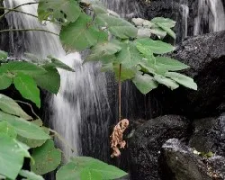 Caida de agua 1