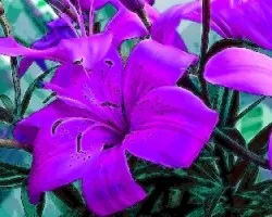 Lirio en rosa