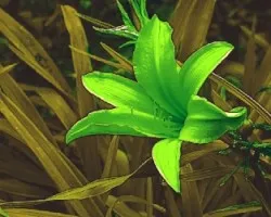 Verde????