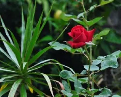 Rosa Principe Negro