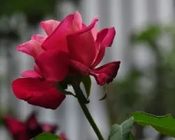 Rosa Especial
