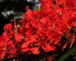Flores de Delonix regia