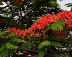 Arbol del Malinche