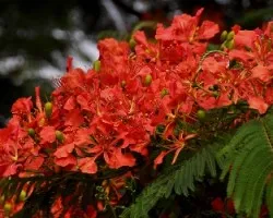 Flores del Malinche 