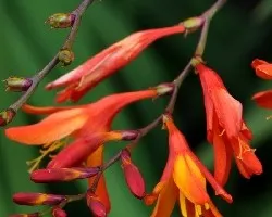 Bellezas en naranja 1