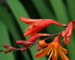 Bellezas en naranja 2
