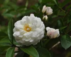 Rosa blanca