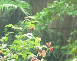 Lluvia y repiques