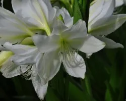 Lirio 2