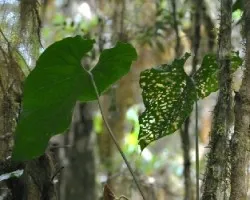 Herbiboria