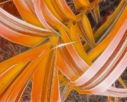 fractal en naranja