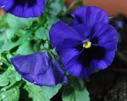 Pensamiento Azul