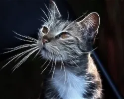 Fractal del Gato de Lucrecia