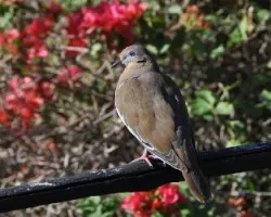 Paloma
