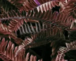 Fractal de Helecho cobrizo