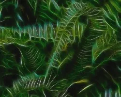 Fractal de Helecho 2