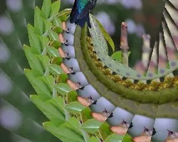 Un colibrí especial