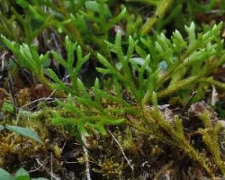 Licopodium 1