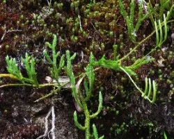Lycopodium 2
