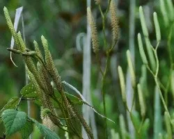Estrobilos de Lycopodium