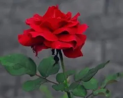Rosa Preciosa