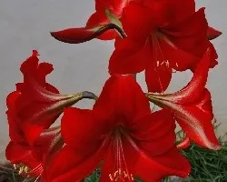 Lirio rojo