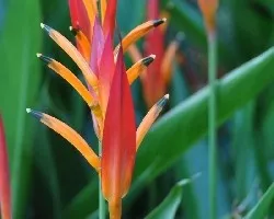 Flor espigada