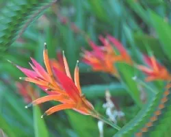Fractal de Flor espigada
