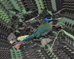 Momoto en el suelo