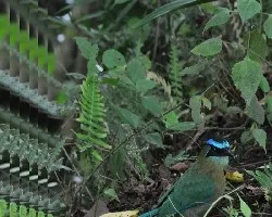 Momoto en el suelo-2