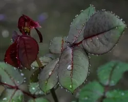 Gotas en borde
