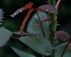 Gotas y espinas