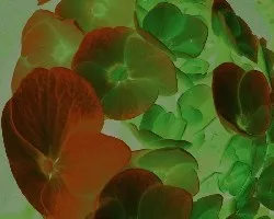 Ovalo de Hortensia