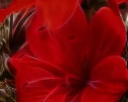 Ovalo de Lirio Rojo