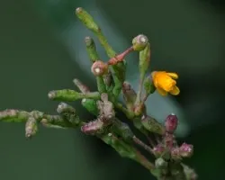 Cacto 2