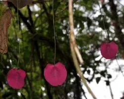 Pendientes rosa