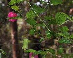 Pendientes rosa 2