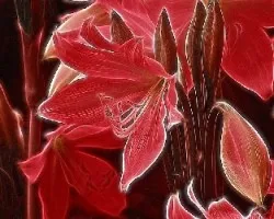 Lirio ruborizado-Fractal