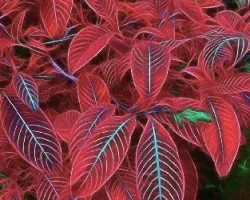 Hojas en Fractal