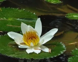 Delicada Belleza Blanca