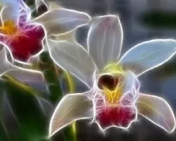 Orquidea fractal