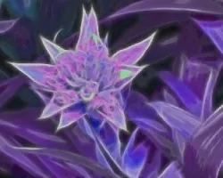 Bromelia en Fractal