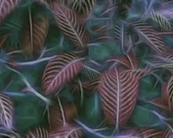 Unas Hojas en Fractal