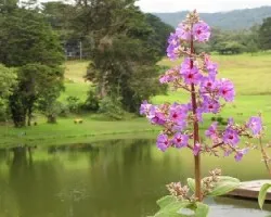 Arbolito purpura