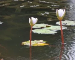 Faroles sobre el agua